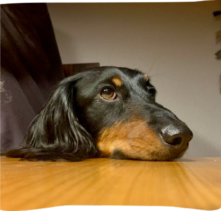 SANDRA EISELE • Zertifizierte Ernährungsberaterin für Hunde & Katzen